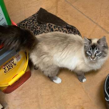 Siamese Cats Available for Adoption - Gary | PetCurious