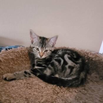 TENNY -  Tabby and Domestic Short Hair Cat for Adoption in Escalon, California - TENNY | PetCurious