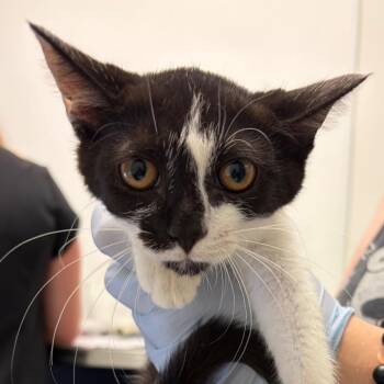 Harriet -  Domestic Short Hair Cat for Adoption in Nashville, Tennessee - Harriet | PetCurious