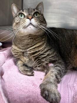 Gamora -  Domestic Short Hair Cat for Adoption in Fall River, Massachusetts - Gamora | PetCurious