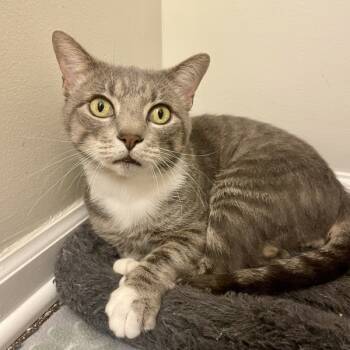 Rescue Domestic Short Hair Cats for Adoption in Raleigh, North Carolina - Basil | PetCurious