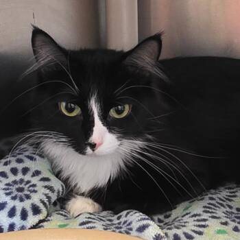 Domestic Medium Hair Cats Available for Adoption in Gloucester, Virginia - Puppy | PetCurious