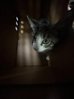 A923564 -  Domestic Short Hair Cat for Adoption in Sacramento, California - A923564 | PetCurious