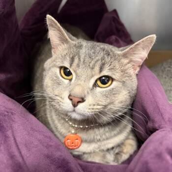 Spot -  Domestic Medium Hair Cat for Adoption in Charleston, West Virginia - Spot | PetCurious