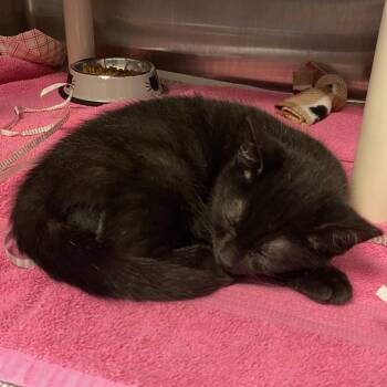 Macaroni -  Domestic Short Hair Cat for Adoption in Philadelphia, Pennsylvania - Macaroni | PetCurious