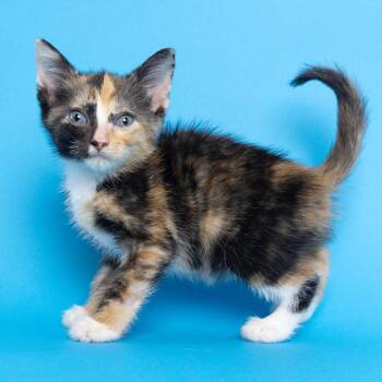 Zachy -  Domestic Short Hair Cat for Adoption in Franklin, Tennessee - Zachy | PetCurious