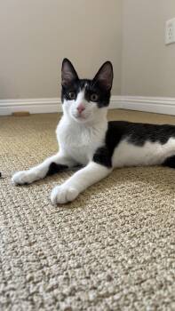 Rescue Domestic Short Hair Cats for Adoption in Los Angeles, California - Jimmy Olsen | PetCurious