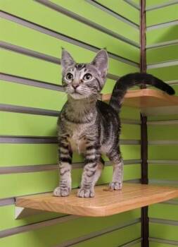 CORI -  Domestic Short Hair Cat for Adoption in St. Peters, Missouri - CORI | PetCurious