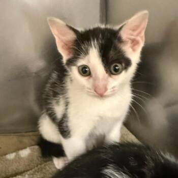 Bear -  Domestic Short Hair Cat for Adoption in Lake Panasoffkee, Florida - Bear | PetCurious