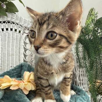 Domestic Short Hair Cats Available for Adoption in Eaton Rapids, Michigan - TT Showbiz 55999 | PetCurious
