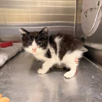 CHUNKY NUGGET -  Domestic Medium Hair Cat Available for Adoption in Tustin, California - CHUNKY NUGGET | PetCurious