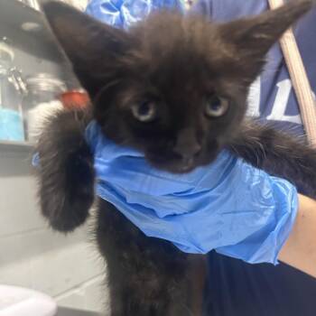 Pepperjack -  Domestic Short Hair Cat for Adoption in Summerville, South Carolina - Pepperjack | PetCurious