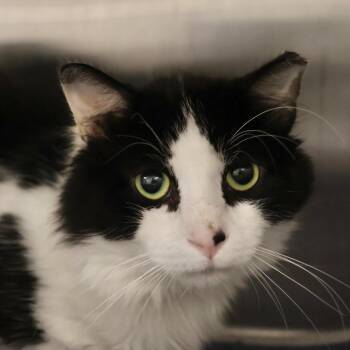 Lucas -  Domestic Long Hair Cat for Adoption in Briarcliff Manor, New York - Lucas | PetCurious