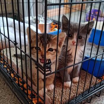 Chuckles (bonded with Frand) -  Domestic Short Hair Cat for Adoption in Santa Rosa, California - Chuckles (bonded With Frand) | PetCurious