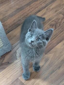 Fergus A218335 -  Domestic Short Hair Cat for Adoption in Plano, Texas - Fergus A218335 | PetCurious