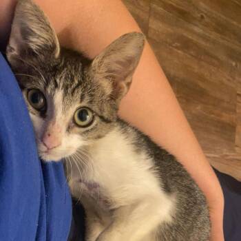 Butter -  Domestic Short Hair Cat for Adoption in Valdosta, Georgia - Butter | PetCurious