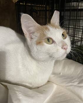 Rescue Domestic Short Hair Cats for Adoption in Philadelphia, Pennsylvania - Winifred Willows | PetCurious