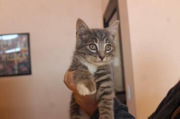 Extra Toes Cat Hemingway Polydactyl and Domestic Short Hair Cats Available for Adoption - Roman | PetCurious