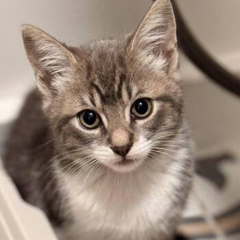 Domestic Short Hair Cats Available for Adoption in Huntington Beach, California - Mookie | PetCurious