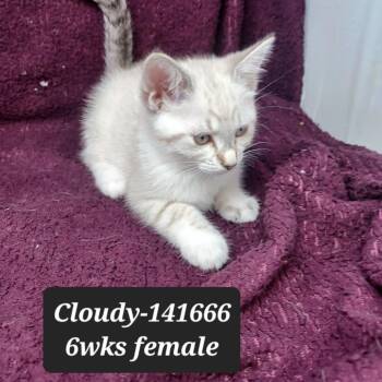 Cloudy -  Siamese Cat for Adoption in New Tazewell, Tennessee - Cloudy | PetCurious