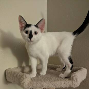 Chip -  Domestic Short Hair Cat for Adoption in Vacaville, California - Chip | PetCurious