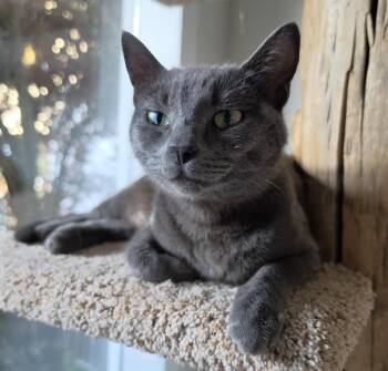 Smokey -  Domestic Short Hair Cat for Adoption in Sidney, British Columbia - Smokey | PetCurious