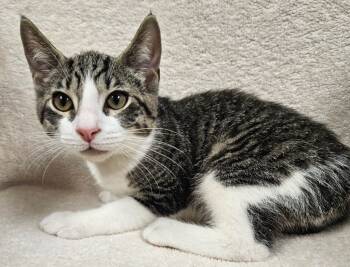 Rescue Domestic Short Hair Cats for Adoption in Fremont, Ohio - Bodhi | PetCurious