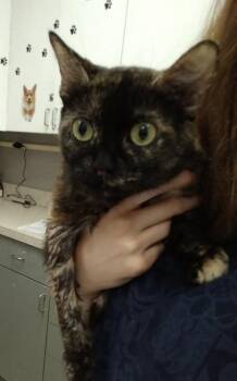 Domestic Short Hair Cats Available for Adoption in Palm Coast, Florida - Lil Bub | PetCurious