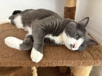 Cookie -  Domestic Short Hair Cat for Adoption in Melbourne, Florida - Cookie | PetCurious