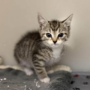 Domestic Short Hair Cats Available for Adoption in Jacksboro, Tennessee - Lola | PetCurious