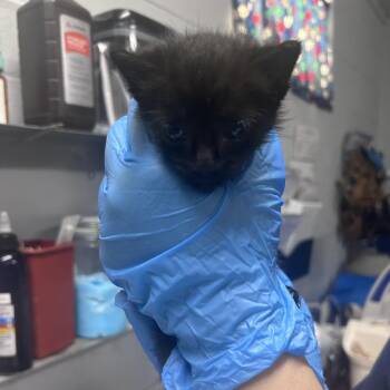 Rarity -  Domestic Short Hair Cat for Adoption in Summerville, South Carolina - Rarity | PetCurious
