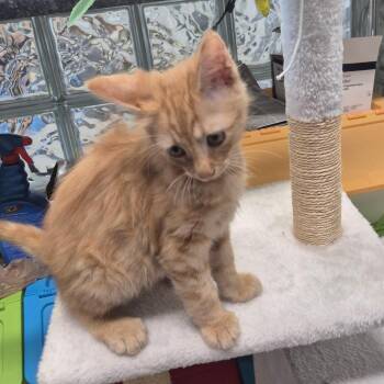 Domestic Medium Hair Cats Available for Adoption in Kingman, Kansas - Agape (lt. Blue) | PetCurious