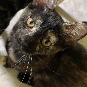 Squirrel -  Domestic Short Hair Cat for Adoption in Greensburg, Pennsylvania - Squirrel | PetCurious