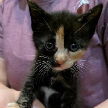 Domestic Short Hair Cats Available for Adoption in Liverpool, Texas - Slashlee | PetCurious