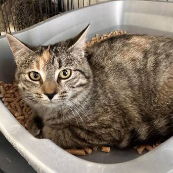 Domestic Short Hair Cats Available for Adoption in Rocky Mount, Virginia - Maysilee | PetCurious