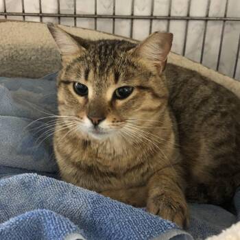 Domestic Short Hair Cats Available for Adoption - Iyla | PetCurious