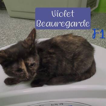 Violet Beauregarde -  Domestic Short Hair Cat for Adoption in Parkersburg, West Virginia - Violet Beauregarde | PetCurious