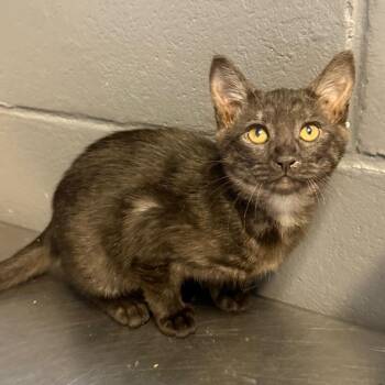 Domestic Short Hair Cats Available for Adoption in Tuscaloosa, Alabama - TUSC-Stray-84523_2_3 | PetCurious