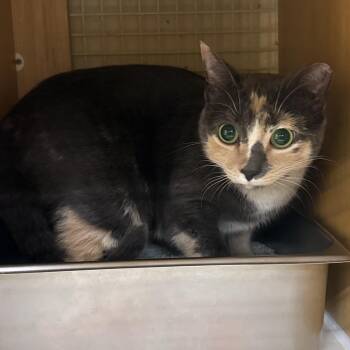 Willow -  Domestic Short Hair Cat for Adoption in Ashland, Virginia - Willow | PetCurious