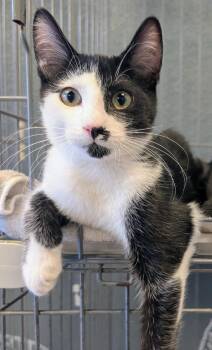 Sparrow -  Domestic Short Hair Cat for Adoption in Palm Harbor, Florida - Sparrow | PetCurious