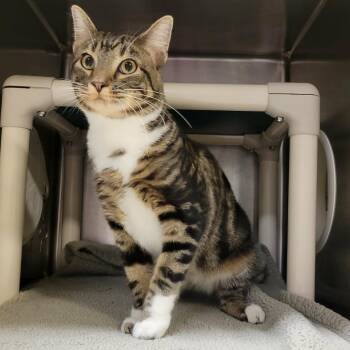 Cyril -  Domestic Short Hair Cat for Adoption in Columbia, Missouri - Cyril | PetCurious