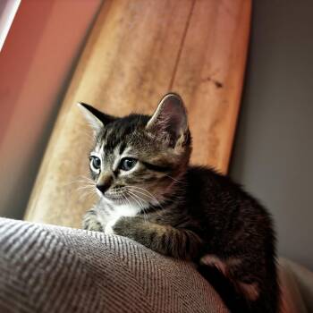 Diane -  Domestic Short Hair Cat for Adoption in Villa Park, California - Diane | PetCurious