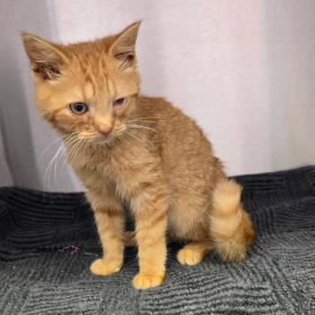Domestic Short Hair Cats Available for Adoption - Pillsbury | PetCurious