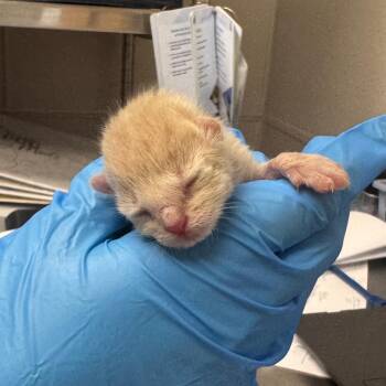 Domestic Short Hair Cats Available for Adoption in Columbiana, Alabama - Crazy Puff (NOT AVAILABLE - IN FOSTER CARE) | PetCurious