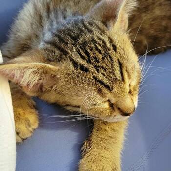Lord Farquaad Carlsbad -  Domestic Short Hair Cat for Adoption in Denver, Colorado - Lord Farquaad Carlsbad | PetCurious
