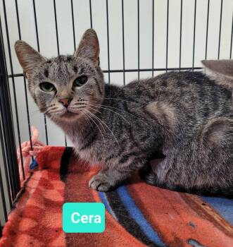 Rescue Domestic Short Hair Cats for Adoption in Richmond, Indiana - Cera | PetCurious