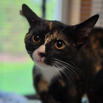 Whistle -  Domestic Short Hair Cat for Adoption in Muncie, Indiana - Whistle | PetCurious