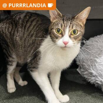 Weasel -  Domestic Short Hair Cat for Adoption in Los Angeles, California - Weasel | PetCurious