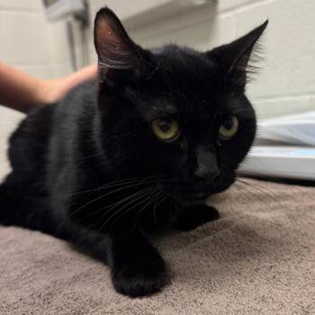 Flurry -  Domestic Short Hair Cat for Adoption in Murray, Utah - Flurry | PetCurious