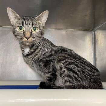 Wilma -  Domestic Short Hair Cat for Adoption in Roanoke, Virginia - Wilma | PetCurious